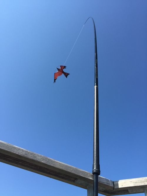 5 meter Fågelskrämma