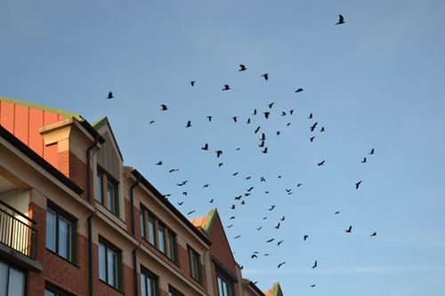 5 meter Fågelskrämma