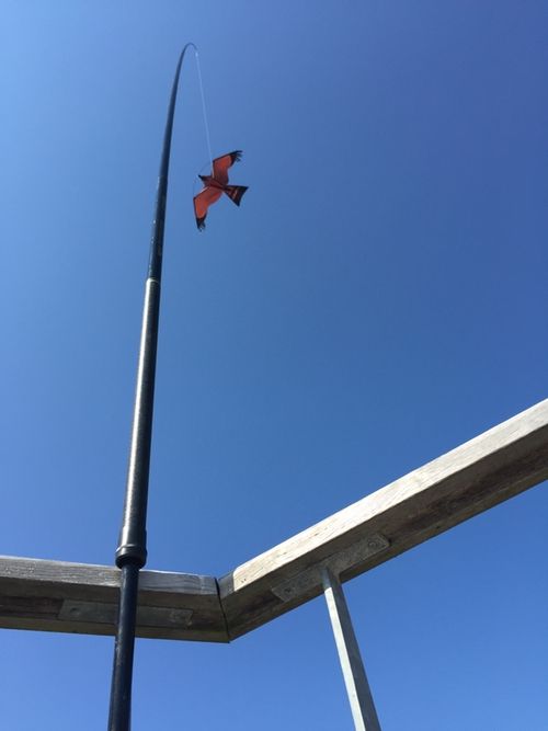 5 meter Fågelskrämma