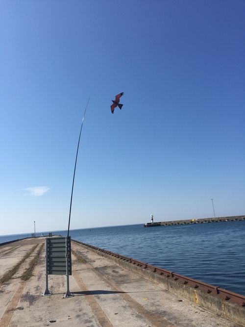 7 meter Fågelskrämma