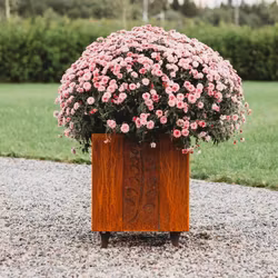 Fat Ballerina M- blomkruka i cortenstål