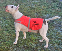 Reflexväst Hund
