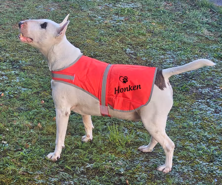 Reflexväst Hund