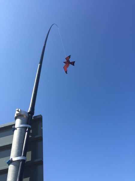 Fågelskrämma 5 meters med drake. Fraktfritt.
