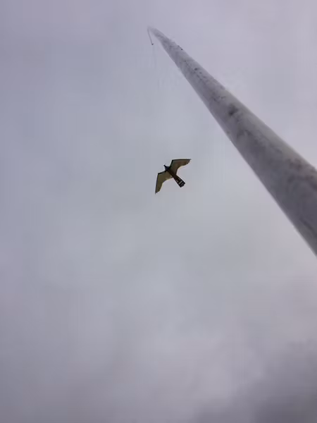 Fågelskrämma Aluminium med drake 5 meter. Fraktfritt