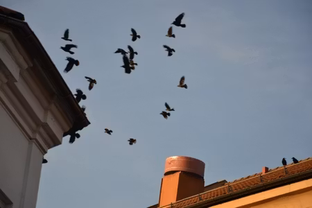 Fågelskrämmor med drake 3 st kompletta 5 m. Fraktfritt