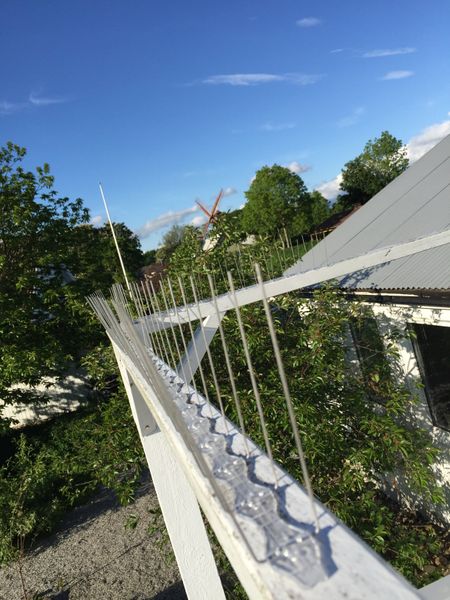 fågelpiggar 10 meter P14
