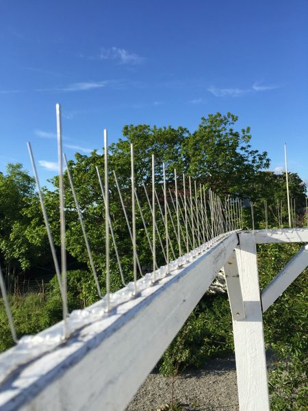 fågelpiggar 10 meter P14