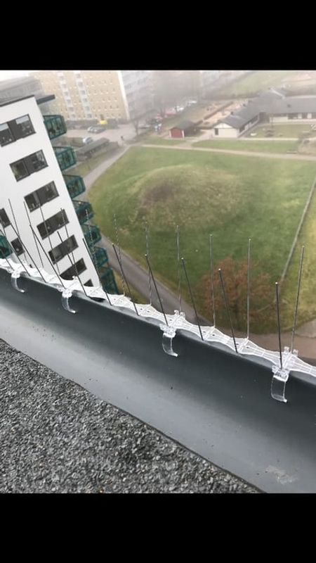fågelpiggar 10 meter P14