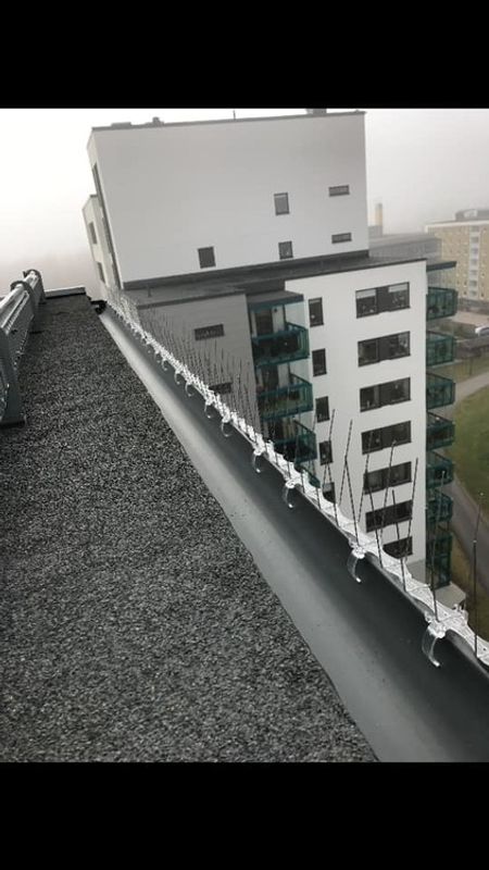 fågelpiggar 10 meter P14