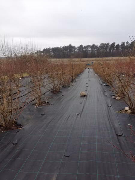 MARKTÄCKVÄV:100 meter x 1,05 m bred. Hög kvalité. Fraktfritt
