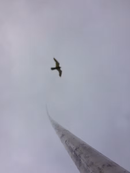 Fågelskrämma 3 st Aluminium med drake 3 m Fraktfritt