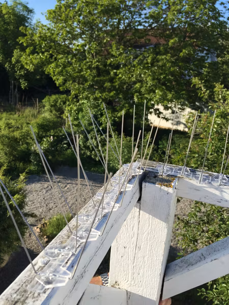 Fågelpiggar 10 m P20
