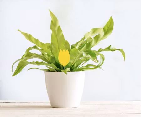 Pot Plant Insektsfälla, skiljer lite i utseende än på bilden
