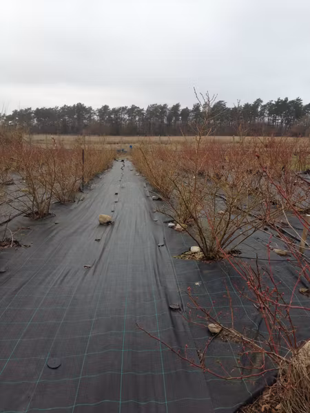 Marktäckväv 100 m x 2,62  bred. Hög kvalité. Tillverkad i EU