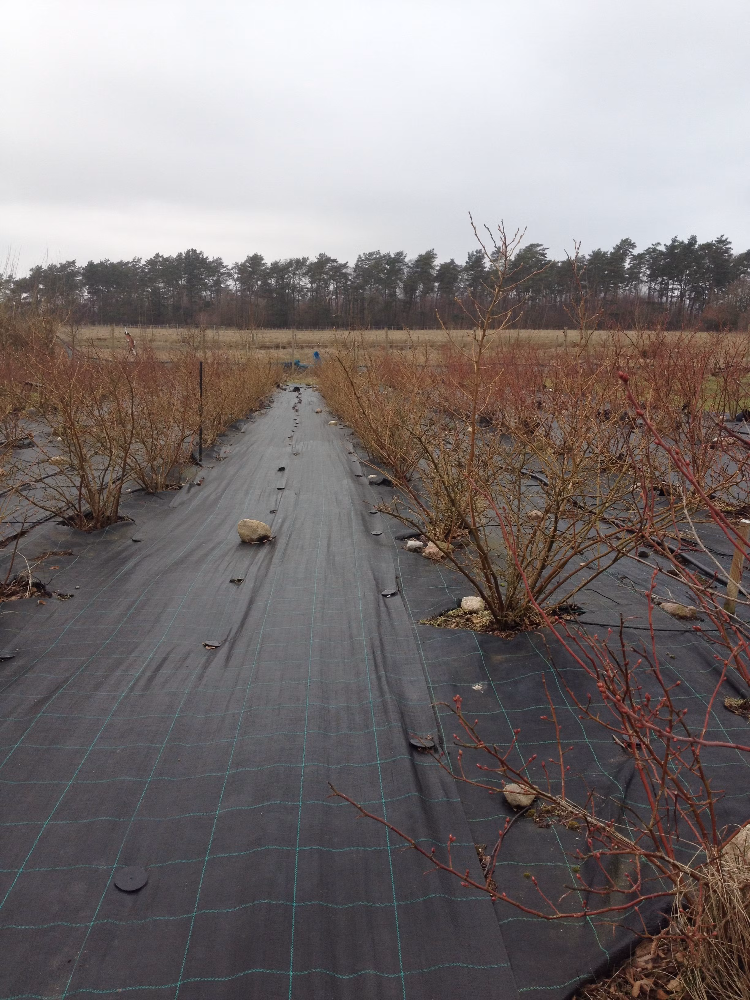 Markväv löpmeter x 1,25  m bred. Hög kvalité. Fraktfritt