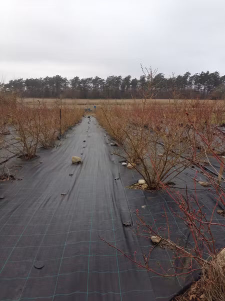 Markväv löpmeter x 1,25  m bred. Hög kvalité. Fraktfritt