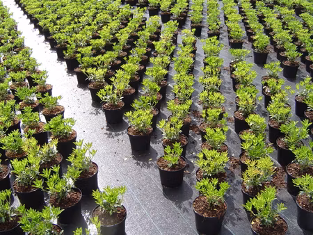 Markväv löpmeter x 1,25  m bred. Hög kvalité. Fraktfritt