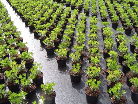 Marktäckväv 100 m x 4,2 m. Hög kvalité. Tillverkad i EU