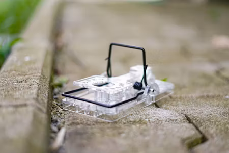 Gorilla rat trap transparant utan bete. Ord 129 kr