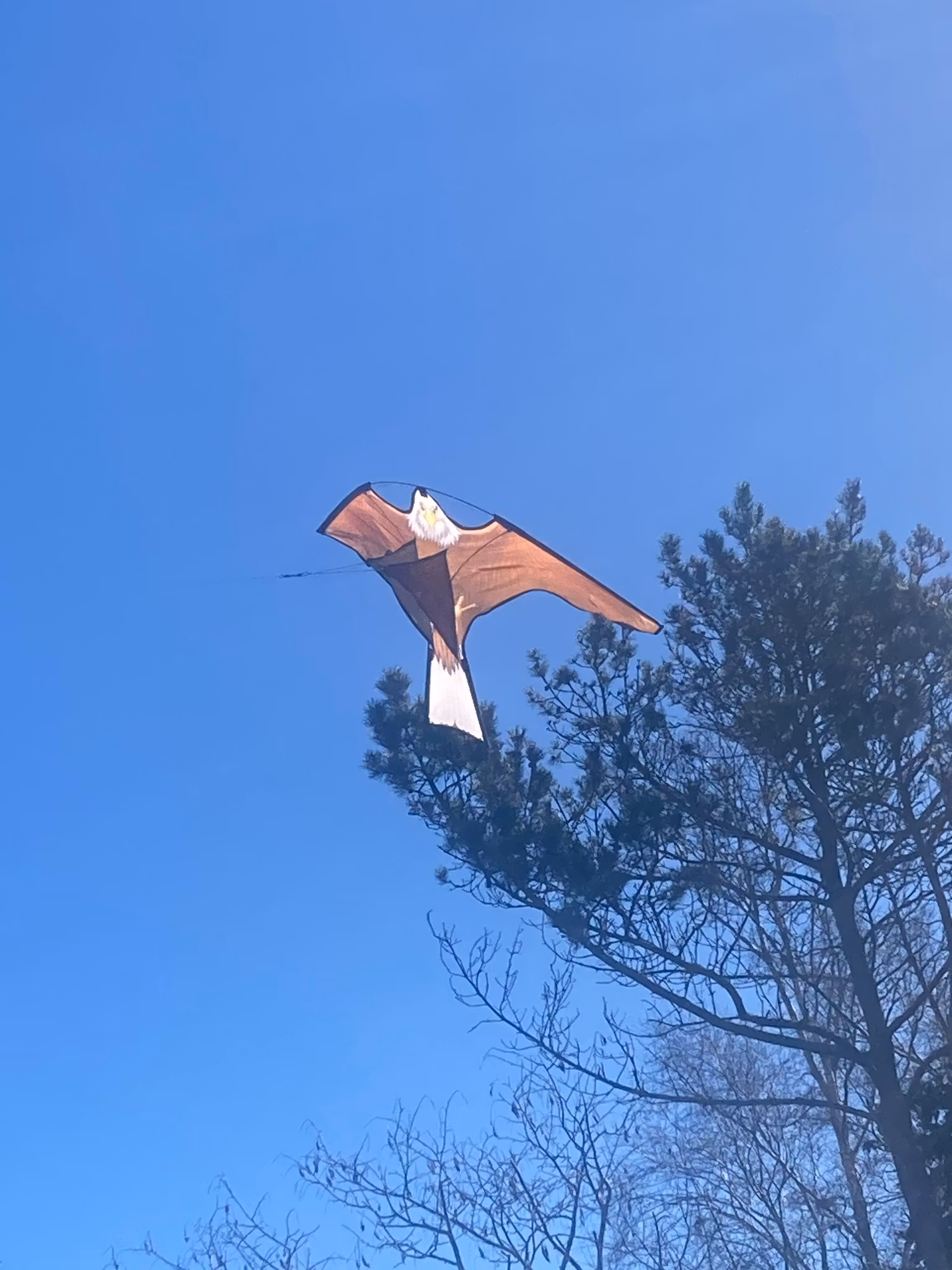 Drake örnen 102 cm, ord 350 kr