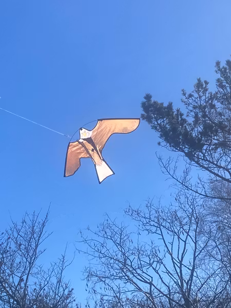 DRAKAR  3 ST. Vi väljer modeller till er. Fraktfritt