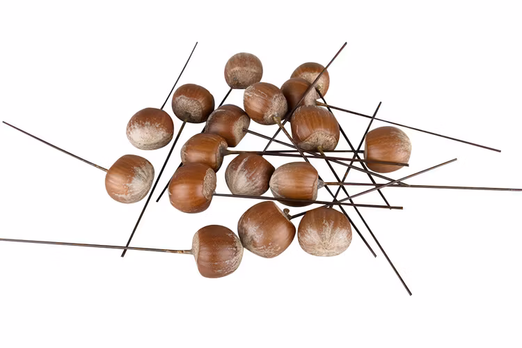 Hasselnöt/tråd