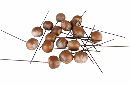 Hasselnöt/tråd