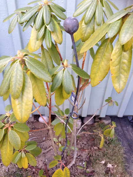 Blomstöd/prydnad
