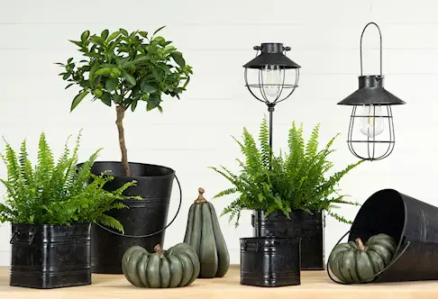 Pumpa avlång - grön