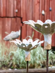 Elsas näckros
