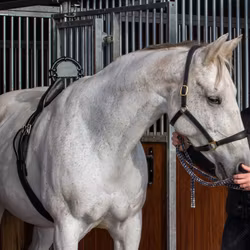 Folingsalarm Birth Alarm Mobile 2.0 komplet inkl WiFi-kamera