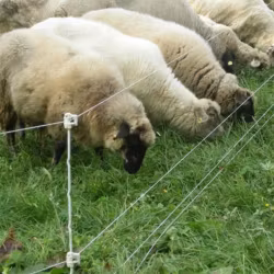 Fjäderstålstolpe Gallagher Quattro Vit 100cm, 10-pack