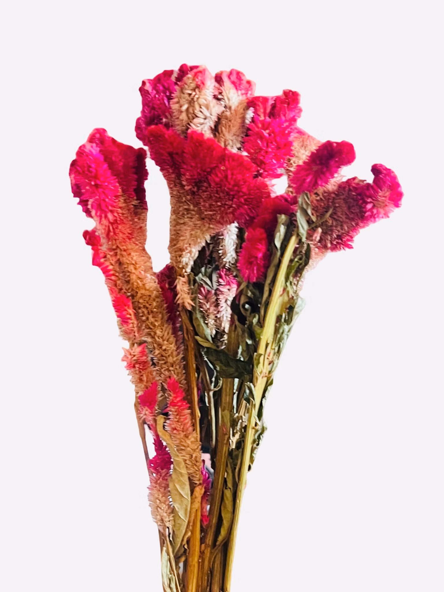 Hanekam (Celosia)