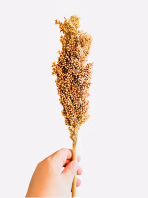 Hvit Sorghum 50g