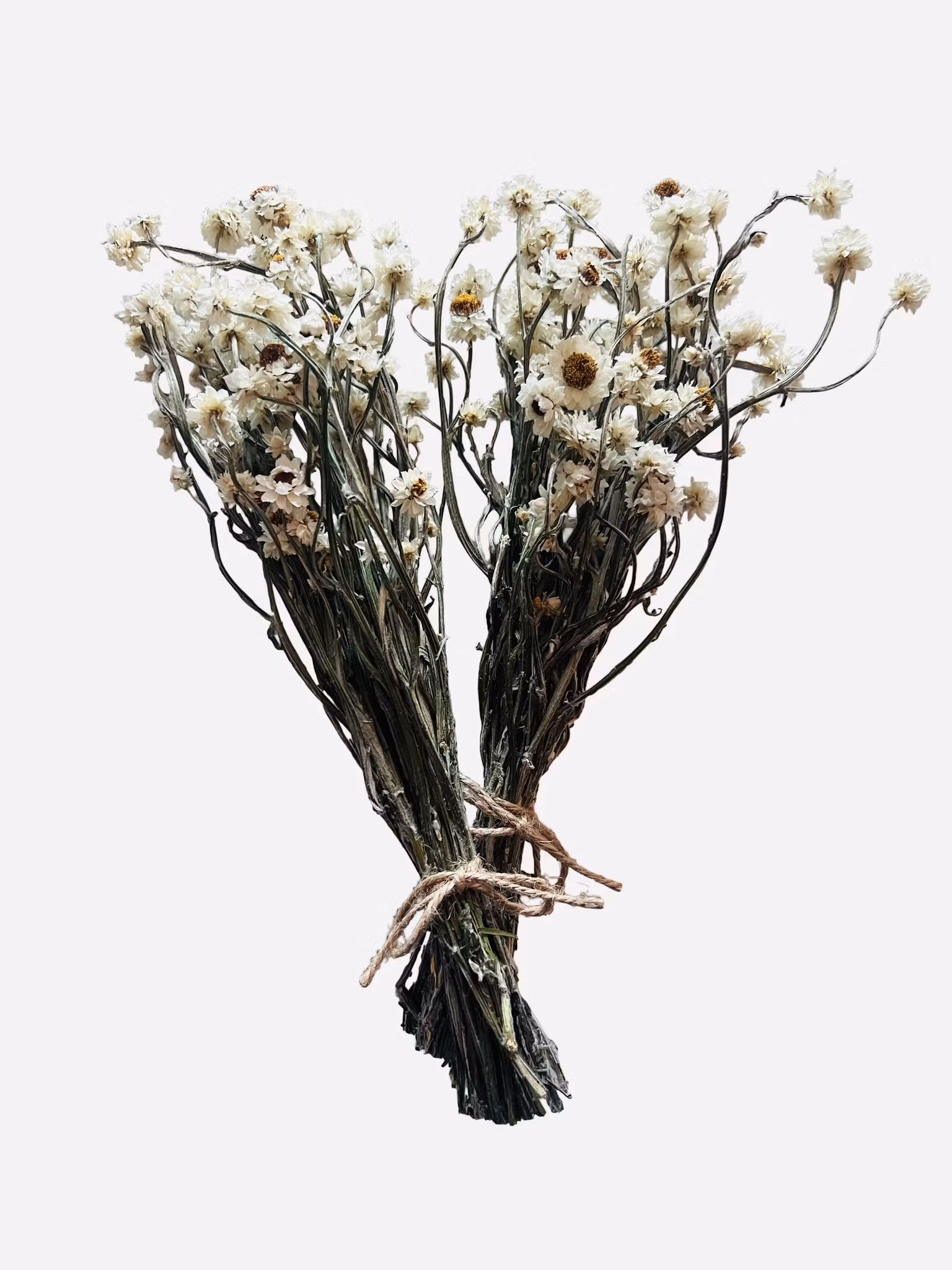 Papirblomst (naturlig tørket blomst)