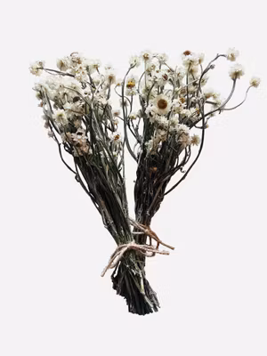 Papirblomst (naturlig tørket blomst)