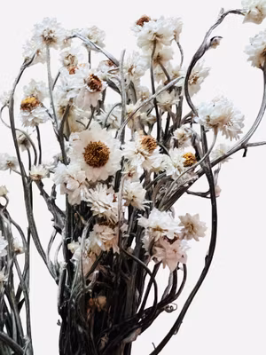 Papirblomst (naturlig tørket blomst)