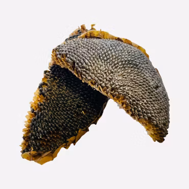 Halve solsikkehoder 50g