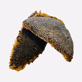 Halve solsikkehoder 50g