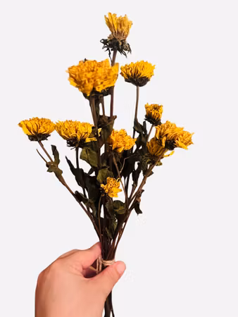 Solsikke mini uten frø