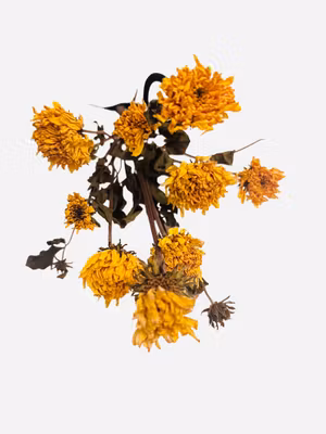 Solsikke mini uten frø