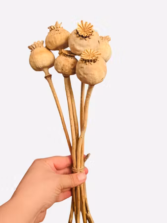 Tørkede valmuekapsler – hovedsakelig uten frø