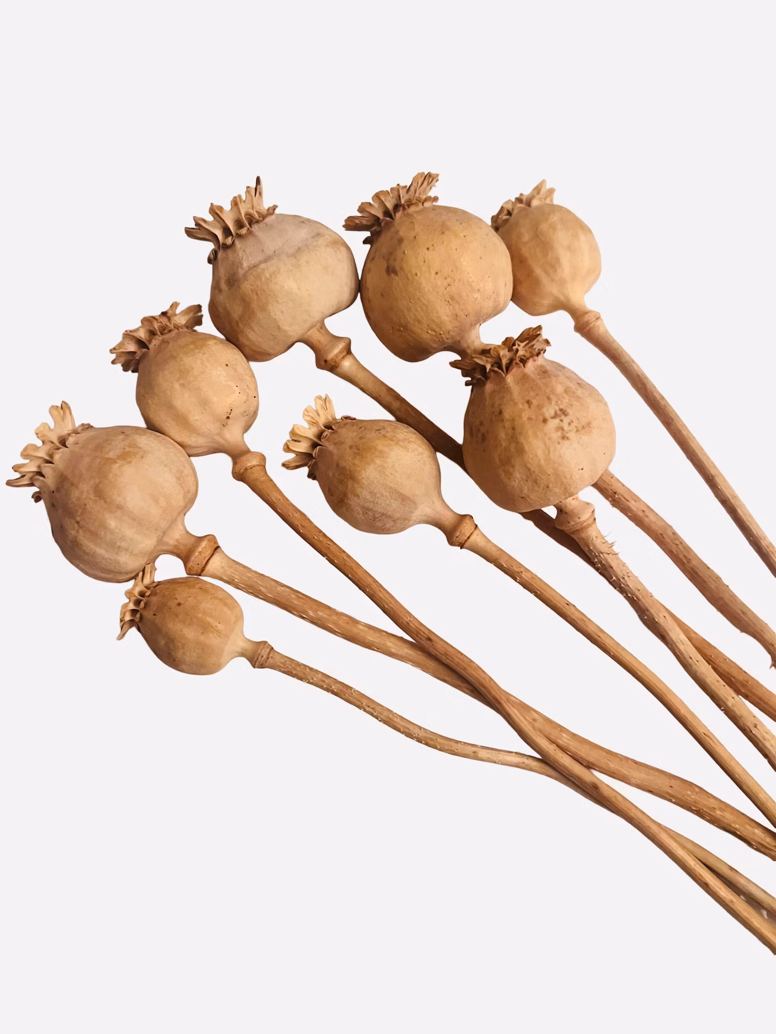 Tørkede valmuekapsler – hovedsakelig uten frø