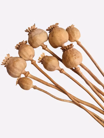 Tørkede valmuekapsler – hovedsakelig uten frø