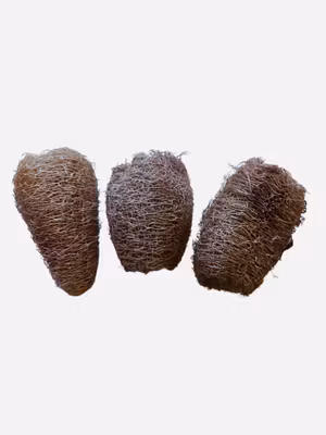 Luffa (Loofah) 6-10 cm, 1st