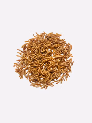 Tørkede melormer - proteinrikt snacks 20g