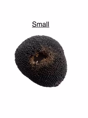 Solsikkehoder forskjellige strl