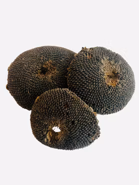 Solsikkehoder forskjellige strl