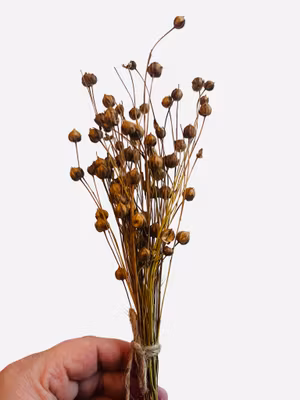 Mini bukett Lin (Flax)